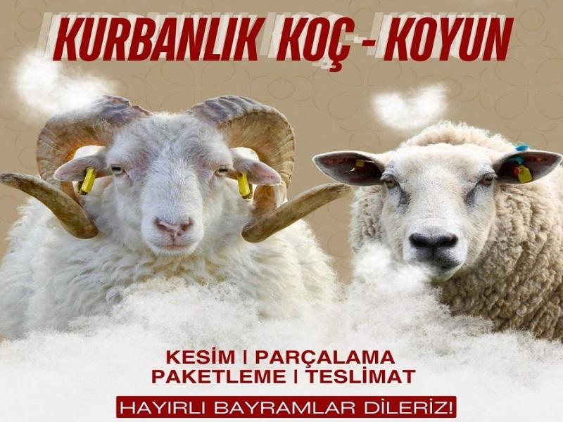 HAFIZ ADAK KURBAN SATIŞ VE KESİM MERKEZİ
