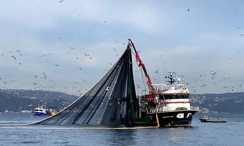 Balık Yasağı Kalktı: Denizlerde Bereket Başlıyor!