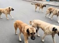 Mahalle Sakinlerinden Başıboş Köpek Sorununa Çözüm Çağrısı