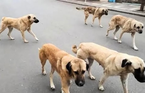 Mahalle Sakinlerinden Başıboş Köpek Sorununa Çözüm Çağrısı
