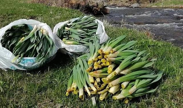 Ege Sofralarının Gizli Yıldızı: Baharın Müjdecisi Çiriş Otu Yeniden Tezgahlarda!