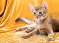 PEYGAMBERİMİZİN KEDİSİ MÜEZZA