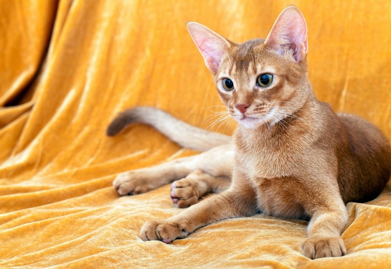 PEYGAMBERİMİZİN KEDİSİ MÜEZZA