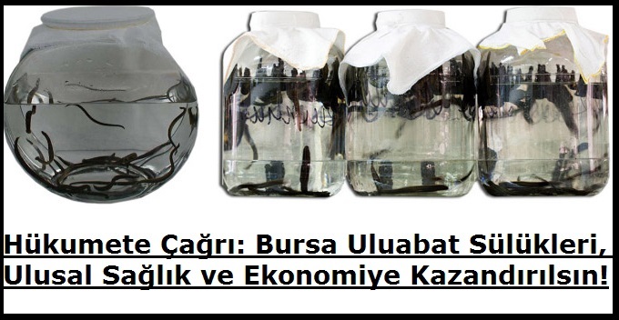 Hükumete Çağrı: Bursa Uluabat Sülükleri, Ulusal Sağlık ve Ekonomiye Kazandırılsın!