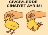 Civcivlerin Cinsiyeti İçin İlginç Bir Gözlem