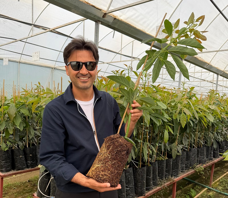 Türkiye’nin Dört Bir Yanına Avokado Fidanı Gönderiyor