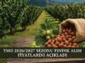 TMO 2026/2027 Sezonu Fındık Alım Fiyatlarını Açıkladı